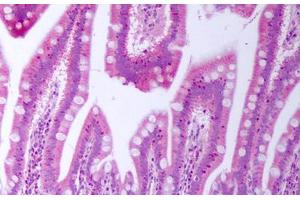 Anti-BTC antibody IHC staining of human small intestine. (Betacellulin antibody)