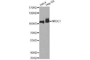 Western blot analysis of extracts of various cell lines, using NR3C1 antibody.