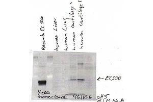 EC-SOD, (4GG11G6, human cartilage) (SOD3 antibody)