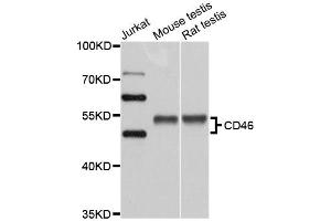 Western blot analysis of extracts of various cell lines, using CD46 antibody. (CD46 antibody)