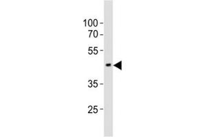 Western blot testing of EED antibody at 1:1000 dilution + mouse brain lysate (EED antibody  (N-Term))