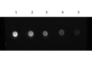 Dot Blot Results of F(ab')2 Goat Anti-Human IgG Antibody Fluorescein Conjugated.