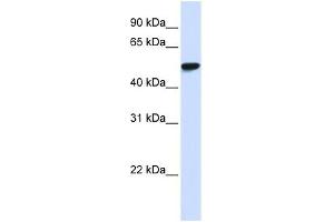 WDR4 antibody used at 1 ug/ml to detect target protein. (WDR4 antibody  (N-Term))