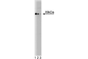 Western blot analysis of Stat4 on a rat testis lysate. (STAT4 antibody  (AA 136-258))