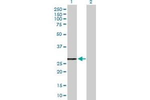 Western Blot analysis of MRPL46 expression in transfected 293T cell line by MRPL46 MaxPab polyclonal antibody. (MRPL46 antibody  (AA 1-279))