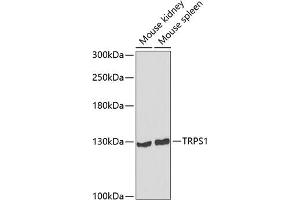 Western blot analysis of extracts of various cell lines, using TRPS1 antibody (ABIN6132997, ABIN6149594, ABIN6149595 and ABIN6223684) at 1:1000 dilution. (TRPS1 antibody  (AA 20-260))