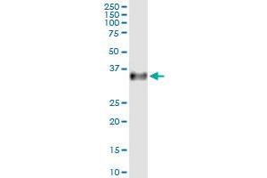 Immunoprecipitation of FPR2 transfected lysate using anti-FPR2 MaxPab rabbit polyclonal antibody and Protein A Magnetic Bead , and immunoblotted with FPR2 MaxPab mouse polyclonal antibody (B01) . (FPR2 antibody  (AA 1-351))