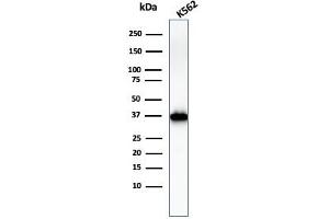 Western Blot Analysis of K562 cell lysate using Nucleophosmin Mouse Monoclonal Antibody (NPM1/3286). (NPM1 antibody  (AA 185-287))