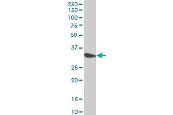 CYB5R3 antibody  (AA 1-301)