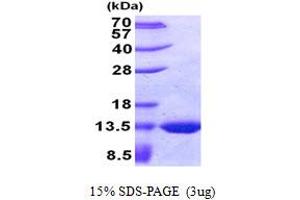 GlpE (AA 1-108) protein (His tag)