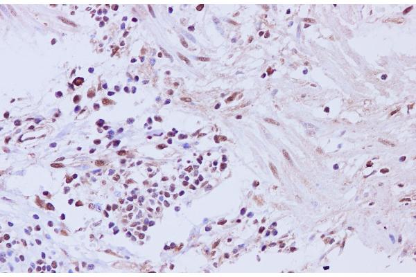 Cyclin L2 antibody