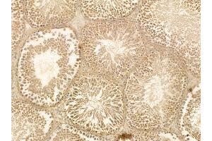 EIF2S2 Mouse Monoclonal Antibody at 1/100 staining rat testis tissue by IHC-P.