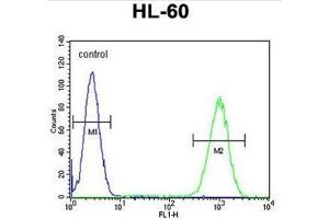 WDR93 Antibody (C-term) flow cytometric analysis of HL-60 cells (right histogram) compared to a negative control cell (left histogram). (WDR93 antibody  (C-Term))