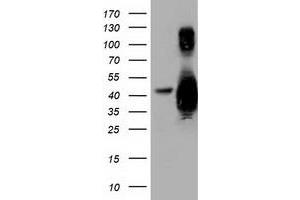 Western Blotting (WB) image for anti-Growth Arrest-Specific 7 (GAS7) antibody (ABIN1498379)