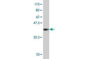 CD320 antibody  (AA 97-196)