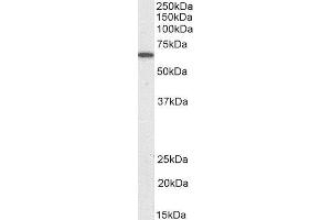 Biotinylated ABIN4902729 (0. (PDIA2 antibody  (Internal Region) (Biotin))