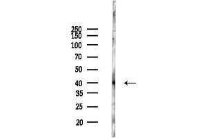 anti-Serotonin Receptor 5A (HTR5A) (Internal Region) antibody