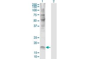 Western Blot analysis of CLDN7 expression in transfected 293T cell line by CLDN7 MaxPab polyclonal antibody.