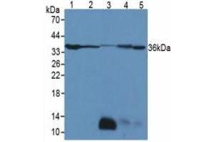 Figure. (LDHB antibody  (AA 1-334))
