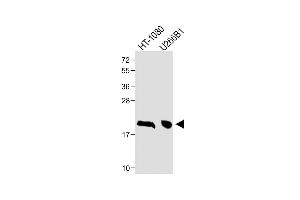 All lanes : Anti-CTAG1A Antibody (N-term) at 1:1000 dilution Lane 1: HT-1080 whole cell lysate Lane 2: U266B1 whole cell lysate Lysates/proteins at 20 μg per lane.