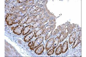 IHC-P Image MCM3 antibody [N1N3] detects MCM3 protein at nucleus on mouse colon by immunohistochemical analysis. (MCM3 antibody)