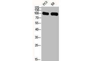 GPRIN1 antibody  (Internal Region)