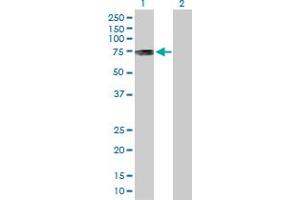 Western Blot analysis of PKMYT1 expression in transfected 293T cell line by PKMYT1 MaxPab polyclonal antibody.