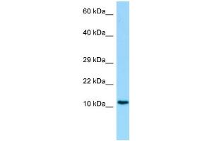 Host: Rabbit Target Name: C19orf10 Antibody Dilution: 1.