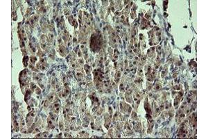 Image no. 1 for anti-Growth Arrest and DNA-Damage-Inducible, gamma (GADD45G) antibody (ABIN1497607) (GADD45G antibody)