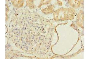 Immunohistochemistry of paraffin-embedded human kidney tissue using ABIN7160892 at dilution of 1:100 (NDUFA13 antibody  (AA 52-144))