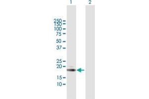 Western Blot analysis of ISG20 expression in transfected 293T cell line by ISG20 MaxPab polyclonal antibody.