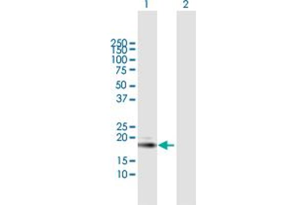 ISG20 antibody  (AA 1-181)