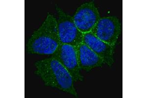 Fluorescent confocal image of MCF7 cells stained with phospho-ERBB2- antibody. (ErbB2/Her2 antibody  (pThr1166))