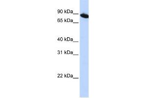 WB Suggested Anti-ZNF780A Antibody Titration:  0. (ZNF780A antibody  (N-Term))