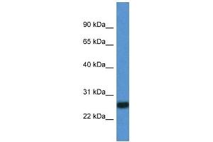 Western Blot showing IL27 antibody used at a concentration of 1 ug/ml against Fetal Lung Lysate