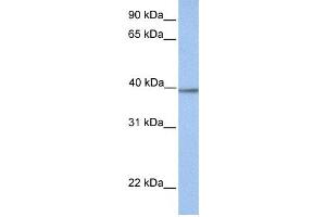 Western Blotting (WB) image for anti-Aminomethyltransferase (AMT) antibody (ABIN2459732) (Aminomethyltransferase antibody)