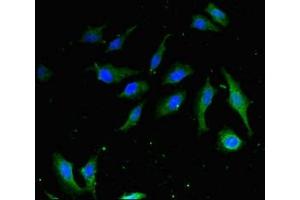 Immunofluorescence (IF) image for anti-High Mobility Group Box 1 (HMGB1) (AA 2-215) antibody (ABIN7155201)