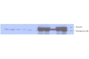 Western blot analysis is shown to detect endogenous and recombinant protein present in HeLa cell lysates transfected with various plk-1 mutation constructs.