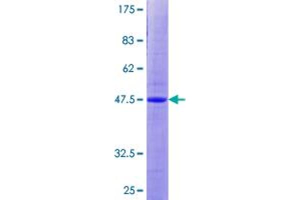 ANAPC10 Protein (GST tag)