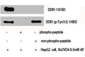 Western Blot analysis of HepG2 cells using Phospho-DDR1 (Y513) Polyclonal Antibody (DDR1 antibody  (pTyr513))