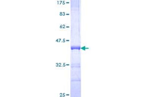 SEMA7A Protein (AA 536-633) (GST tag)