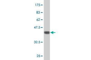 Western Blot detection against Immunogen (38. (MPP4 antibody  (AA 1-109))