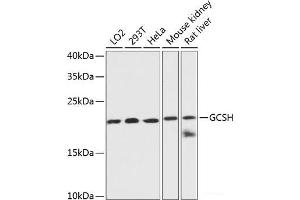 Western blot analysis of extracts of various cell lines using GCSH Polyclonal Antibody at dilution of 1:3000.
