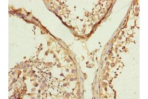 Immunohistochemistry of paraffin-embedded human testis tissue using ABIN7159967 at dilution of 1:100 (MFN1 antibody  (AA 622-741))