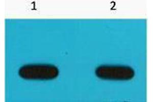 Western Blotting (WB) image for anti-Avi-Tag antibody (ABIN3178706) (Avi-Tag antibody)