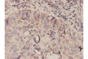 Image no. 1 for anti-Macrophage Migration Inhibitory Factor (Glycosylation-Inhibiting Factor) (MIF) (AA 1-116) antibody (ABIN466058) (MIF antibody  (AA 1-116))