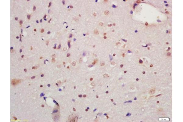 MORG1 antibody  (AA 201-315)
