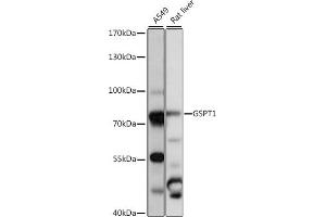 Western blot analysis of extracts of various cell lines, using GSPT1 antibody (ABIN7267321) at 1:1000 dilution. (GSPT1 antibody  (AA 138-420))