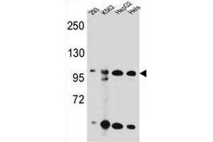 KSR2 Antibody (C-term) western blot analysis in 293,K562,HepG2,Hela cell line lysates (35µg/lane).