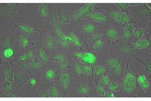 Immunofluorescence Microscopy of Biotin conjugated Anti-Lactate Dehydrogenase Antibody. (Lactate Dehydrogenase antibody)